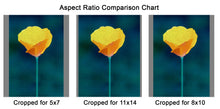 Load image into Gallery viewer, "California Poppy 1" Matted Fine Art Print