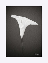 Load image into Gallery viewer, "Emerging Light of the Lily" Matted Fine Art Print