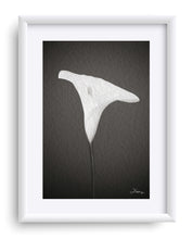 Load image into Gallery viewer, "Emerging Light of the Lily" Matted Fine Art Print
