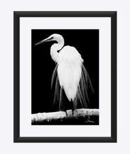 Load image into Gallery viewer, "Great Egret in Full Bloom 1 - R" Matted Fine Art Print
