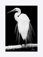 Load image into Gallery viewer, &quot;Great Egret in Full Bloom 1 - R&quot; Matted Fine Art Print