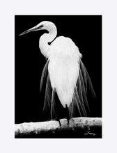 Load image into Gallery viewer, "Great Egret in Full Bloom 1 - R" Matted Fine Art Print