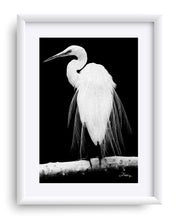 Load image into Gallery viewer, "Great Egret in Full Bloom 1 - R" Matted Fine Art Print