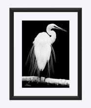 Load image into Gallery viewer, "Great Egret in Full Bloom 1 - L" Matted Fine Art Print