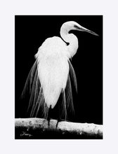 Load image into Gallery viewer, "Great Egret in Full Bloom 1 - L" Matted Fine Art Print