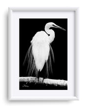 Load image into Gallery viewer, "Great Egret in Full Bloom 1 - L" Matted Fine Art Print