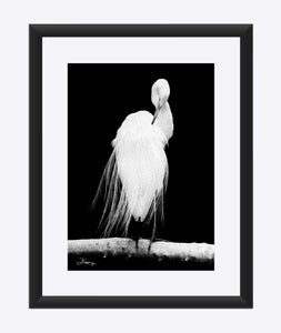 "Great Egret in Full Bloom 2" Matted Fine Art Print