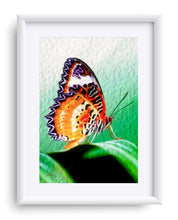 Load image into Gallery viewer, "Malay Lacewing Butterfly 2" Matted Fine Art Print
