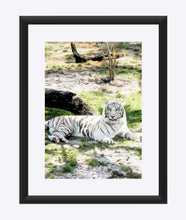 Load image into Gallery viewer, "White Tiger At Rest - L" Matted Fine Art Print