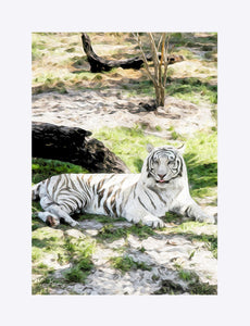 "White Tiger At Rest - L" Matted Fine Art Print