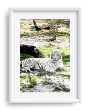 Load image into Gallery viewer, "White Tiger At Rest - L" Matted Fine Art Print