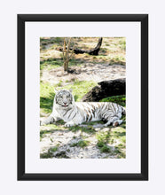 Load image into Gallery viewer, "White Tiger At Rest - R" Matted Fine Art Print