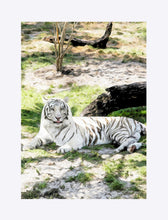 Load image into Gallery viewer, "White Tiger At Rest - R" Matted Fine Art Print