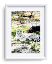 Load image into Gallery viewer, "White Tiger At Rest - R" Matted Fine Art Print