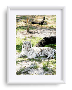 "White Tiger At Rest - R" Matted Fine Art Print