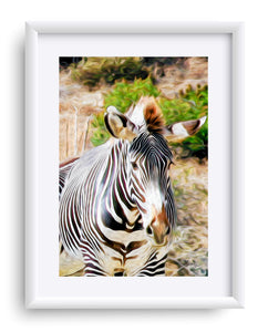 "Zebra 1" Matted Fine Art Print