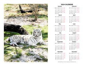 "White Tiger at Rest" 17x22 inch 2024 Fine Art Calendar