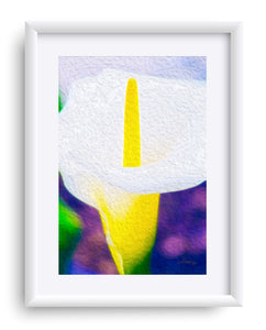 "Calla Lily Blossom" Matted Fine Art Print