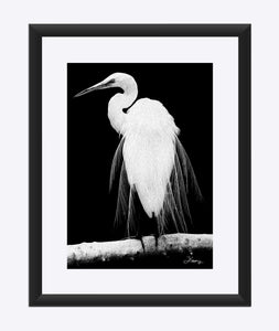 "Great Egret in Full Bloom 1 - R" Matted Fine Art Print