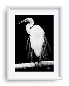 "Great Egret in Full Bloom 1 - R" Matted Fine Art Print
