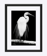 Load image into Gallery viewer, &quot;Great Egret in Full Bloom 1 - L&quot; Matted Fine Art Print