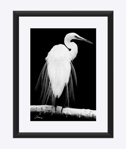 "Great Egret in Full Bloom 1 - L" Matted Fine Art Print