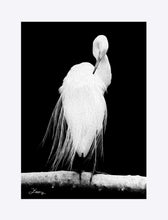 Load image into Gallery viewer, &quot;Great Egret in Full Bloom 2&quot; Matted Fine Art Print