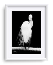 Load image into Gallery viewer, &quot;Great Egret in Full Bloom 2&quot; Matted Fine Art Print