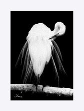 Load image into Gallery viewer, &quot;Great Egret in Full Bloom 3&quot; Matted Fine Art Print