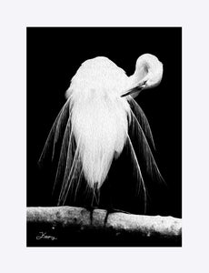 "Great Egret in Full Bloom 3" Matted Fine Art Print