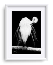 Load image into Gallery viewer, &quot;Great Egret in Full Bloom 3&quot; Matted Fine Art Print