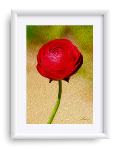 "Rosy Prominence 1" Matted Fine Art Print