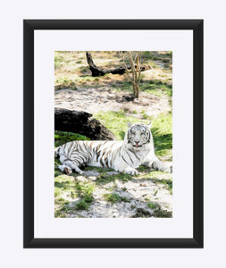 "White Tiger At Rest - L" Matted Fine Art Print