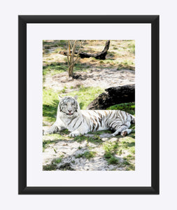"White Tiger At Rest - R" Matted Fine Art Print